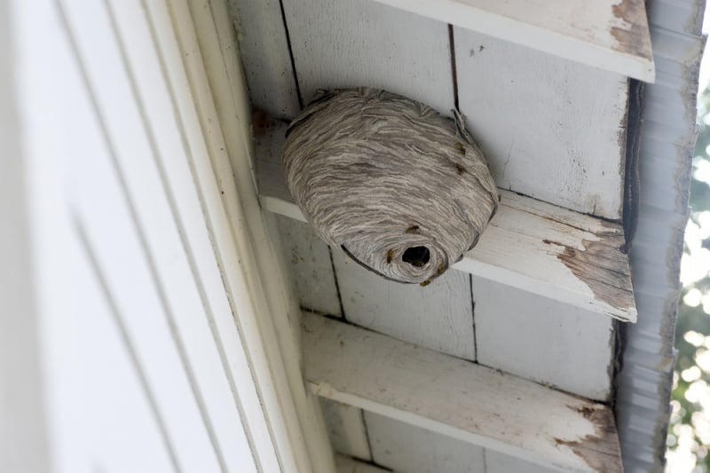 Tips To Get Rid Of Wasps Nests Near Your Siding & Windows